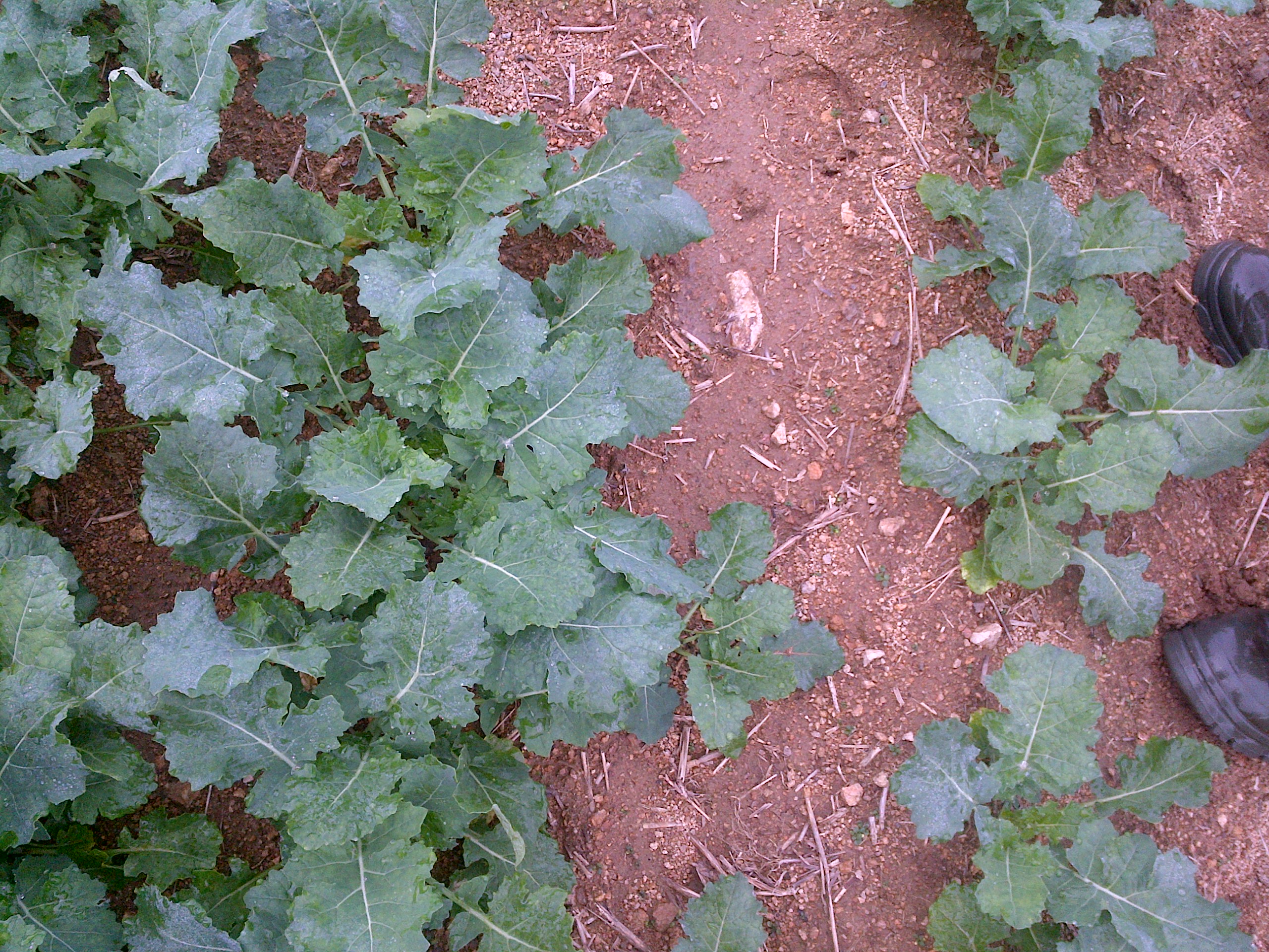 Foto 16.9.2014 Silné řepky na těžších půdách, s přípravou 30 cm prokypření před setím,  vpravo pro kontrolu velikosti špičky holinek.