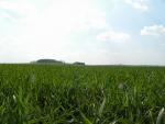 Pšenice ozimá - Jarní ošetření přípravky ENERGEN.