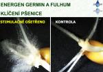 ENERGEN GERMIN NA OSIVO PŠENIC