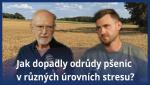 Výsledky odrůdových pokusů pšenic na Farmě Král v roce 2026