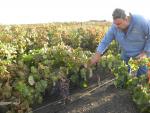 Lanzarote - réva vinná v suchu. Bodega La Grieta